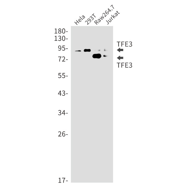 TFE3 Antibody in Western Blot (WB)