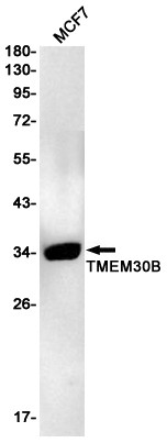 TMEM30B Antibody in Western Blot (WB)