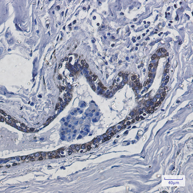 TMEM43 Antibody in Immunohistochemistry (Paraffin) (IHC (P))
