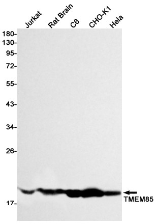 EMC4 Antibody in Western Blot (WB)