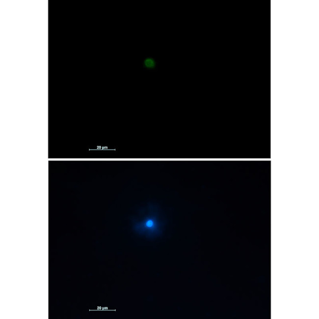 TNFAIP3 Antibody in Immunocytochemistry (ICC/IF)