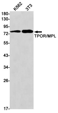 c-Mpl Antibody in Western Blot (WB)