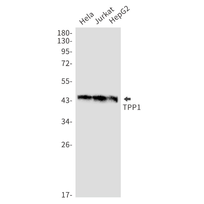 CLN2 Antibody in Western Blot (WB)
