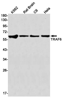 TRAF6 Antibody in Western Blot (WB)