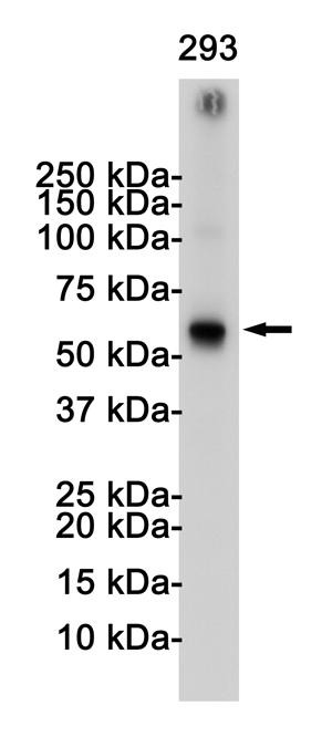 TRAF6 Antibody in Western Blot (WB)
