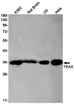 TSNAX Antibody in Western Blot (WB)