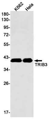 TRIB3 Antibody in Western Blot (WB)
