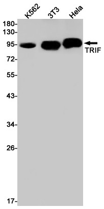 TRIF Antibody in Western Blot (WB)