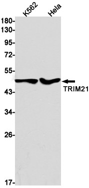 TRIM21 Antibody in Western Blot (WB)