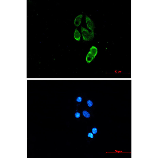 TRIM25 Antibody in Immunocytochemistry (ICC/IF)