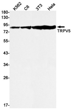 TRPV5 Antibody in Western Blot (WB)