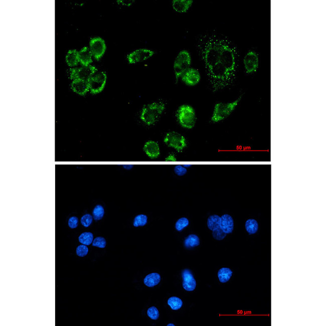 FIS1 Antibody in Immunocytochemistry (ICC/IF)