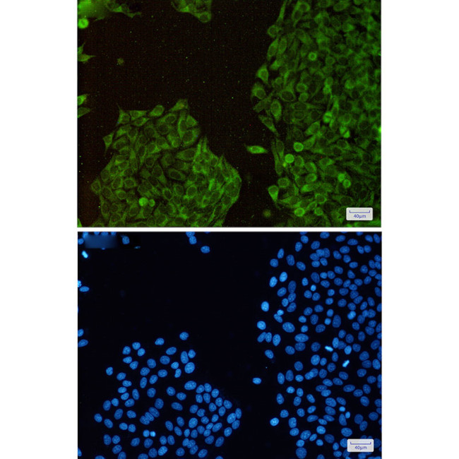 TXNL1 Antibody in Immunocytochemistry (ICC/IF)