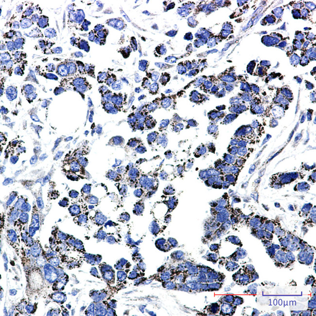 TrxR2 Antibody in Immunohistochemistry (Paraffin) (IHC (P))