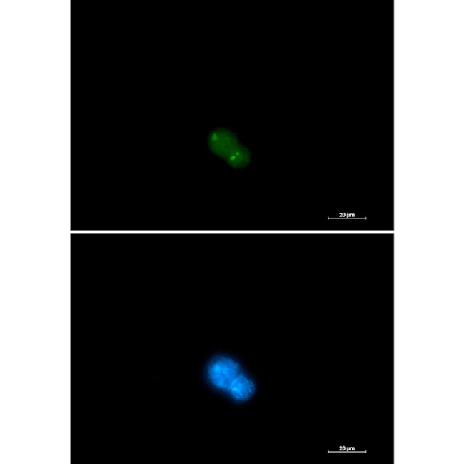 UBA2 Antibody in Immunocytochemistry (ICC/IF)
