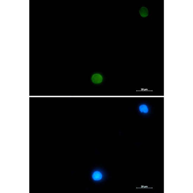 Ubiquitin B Antibody in Immunocytochemistry (ICC/IF)