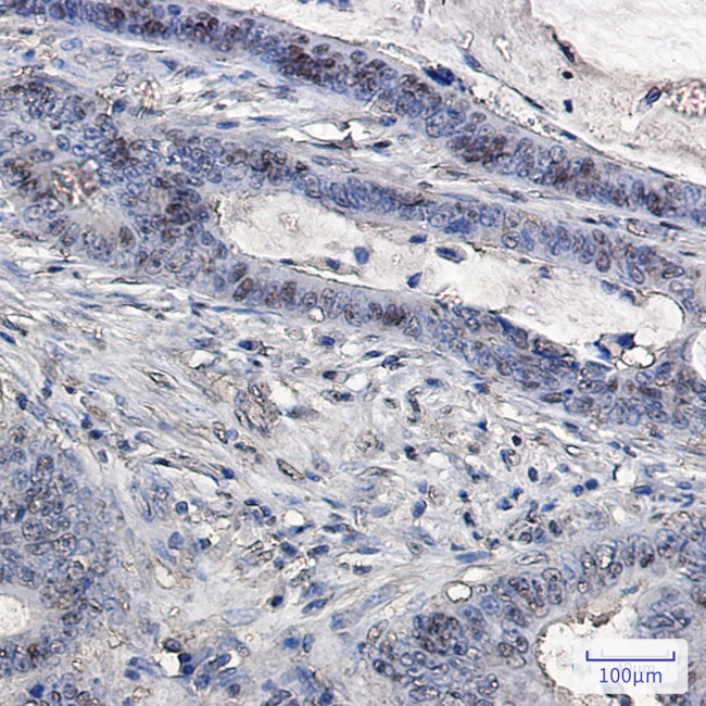 Ubiquitin B Antibody in Immunohistochemistry (Paraffin) (IHC (P))