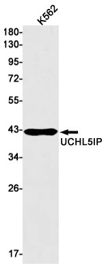 HAUS7 Antibody in Western Blot (WB)