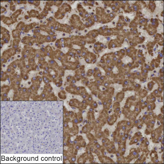 UQCRB Antibody in Immunohistochemistry (Paraffin) (IHC (P))