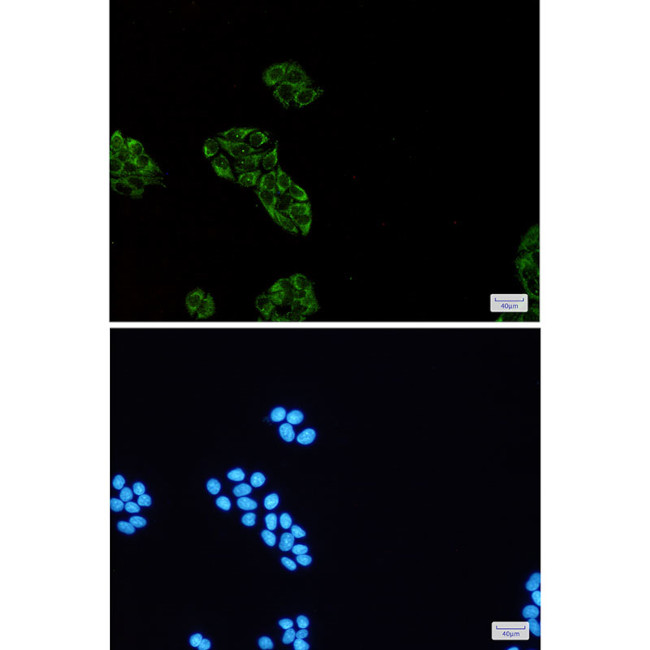 USP10 Antibody in Immunocytochemistry (ICC/IF)