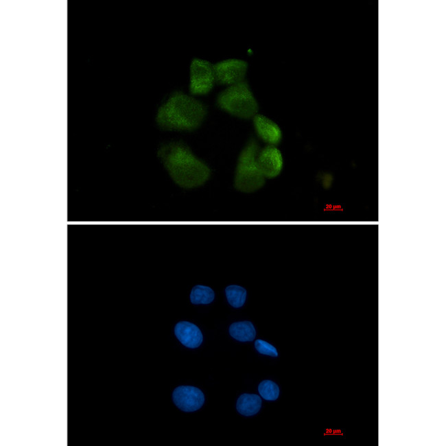 USP13 Antibody in Immunocytochemistry (ICC/IF)