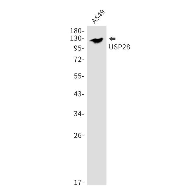 USP28 Antibody in Western Blot (WB)