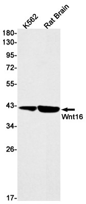 WNT16 Antibody in Western Blot (WB)
