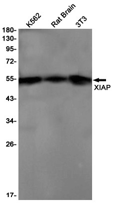 XIAP Antibody in Western Blot (WB)