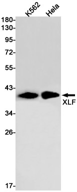 XLF Antibody in Western Blot (WB)