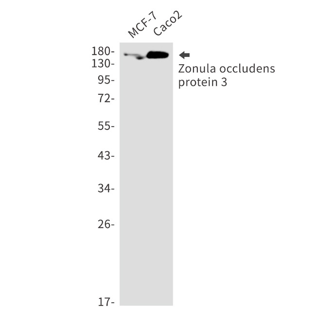 ZO-3 Antibody in Western Blot (WB)