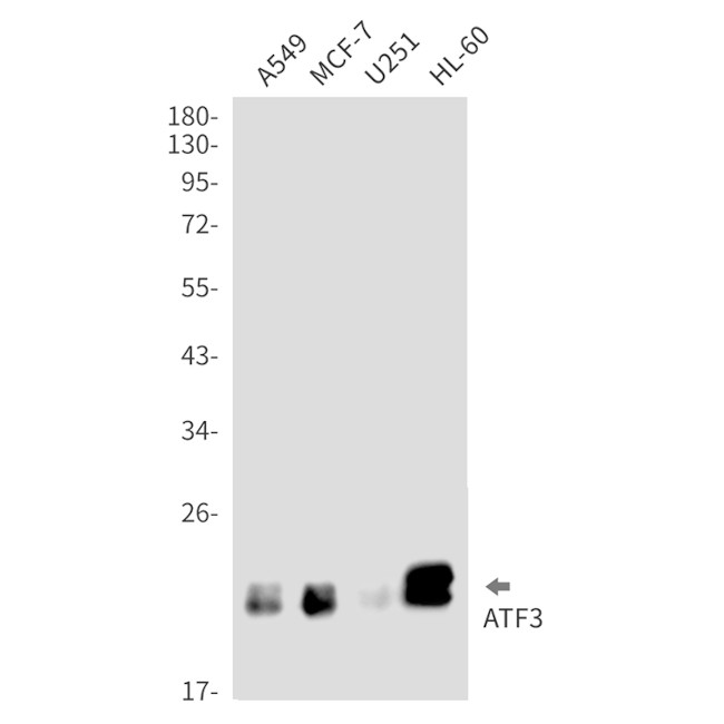 ATF3 Antibody in Western Blot (WB)