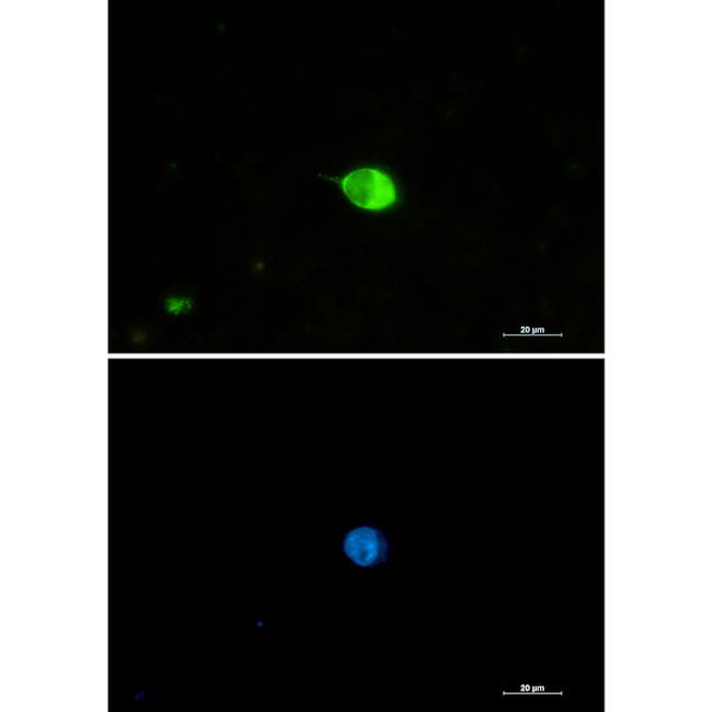 IRF7 Antibody in Immunocytochemistry (ICC/IF)