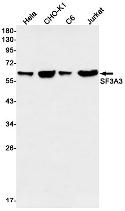 SF3A3 Antibody in Western Blot (WB)