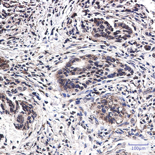 MSP Antibody in Immunohistochemistry (Paraffin) (IHC (P))