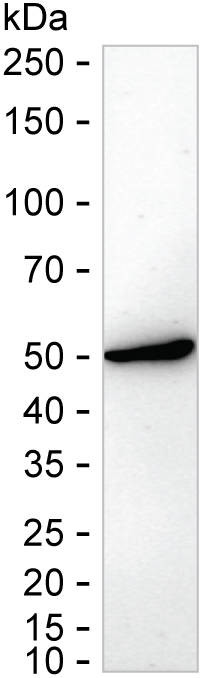 ETS1 Antibody in Western Blot (WB)