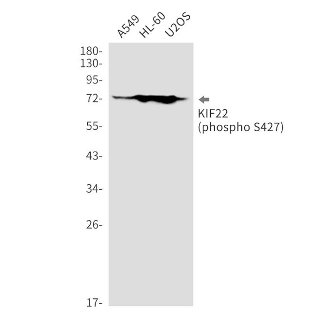 Phospho-KID (Ser427) Antibody in Western Blot (WB)