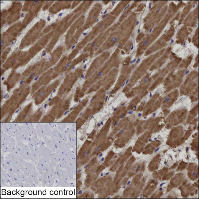 NDUFB1 Antibody in Immunohistochemistry (Paraffin) (IHC (P))