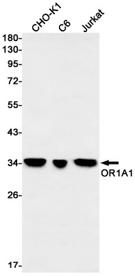 OR1A1 Antibody in Western Blot (WB)