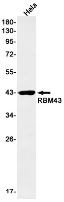 RBM43 Antibody in Western Blot (WB)