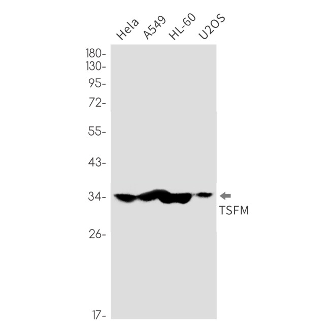 TSFM Antibody in Western Blot (WB)