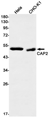 CAP2 Antibody in Western Blot (WB)