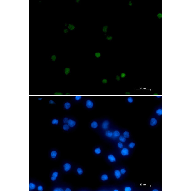 POLR2A Antibody in Immunocytochemistry (ICC/IF)