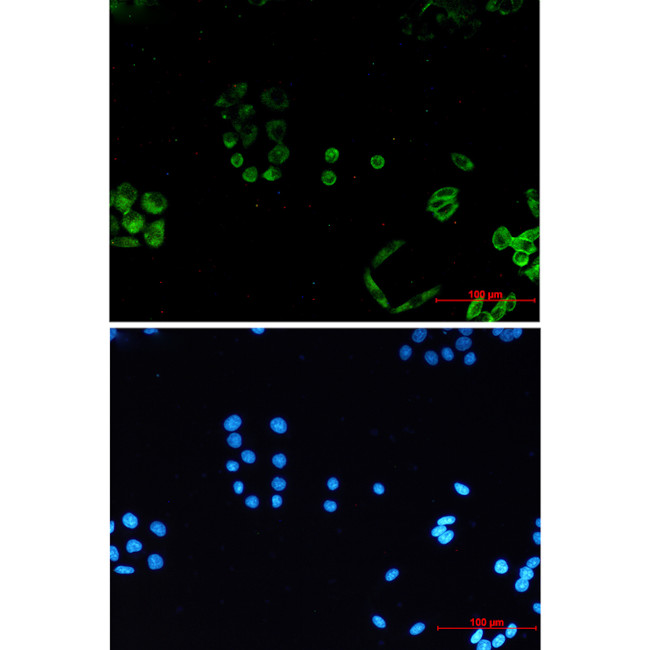PACSIN3 Antibody in Immunocytochemistry (ICC/IF)