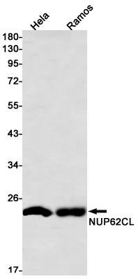 NUP62CL Antibody in Western Blot (WB)