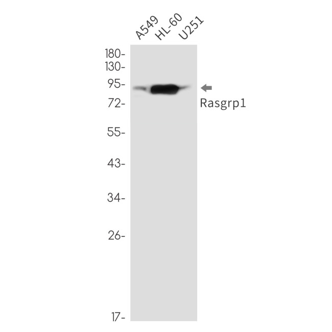 RASGRP1 Antibody in Western Blot (WB)