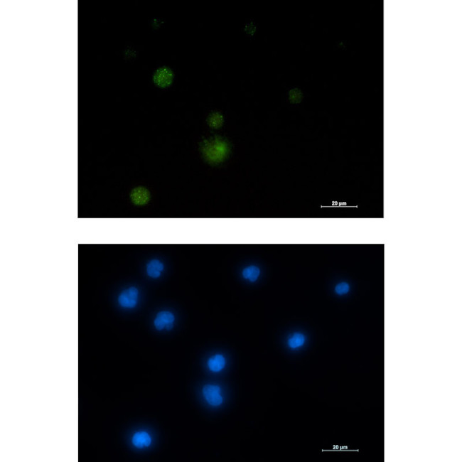 hnRNP UL1 Antibody in Immunocytochemistry (ICC/IF)