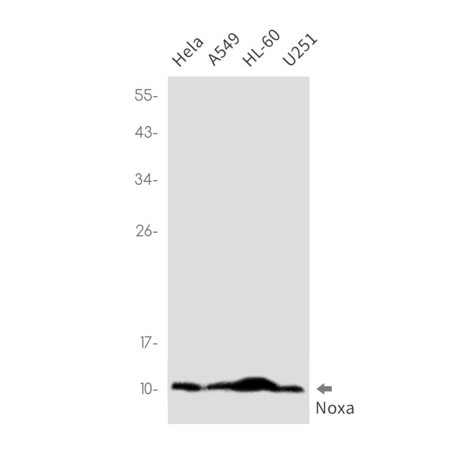 NOXA Antibody in Western Blot (WB)