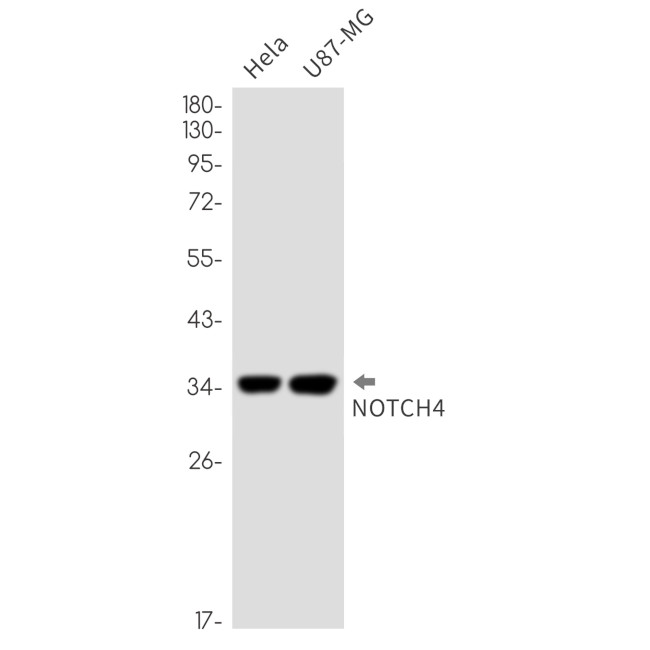 NOTCH4 Antibody in Western Blot (WB)