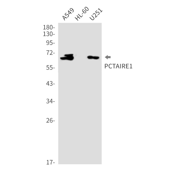 PCTAIRE1 Antibody in Western Blot (WB)