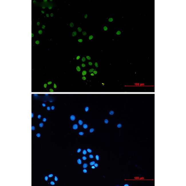 H3K27me3 Antibody in Immunocytochemistry (ICC/IF)